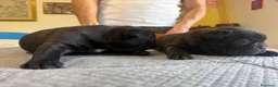 Bulldog Francese cani in vendita: bulldog francese bull dog animali - Annuncio 12