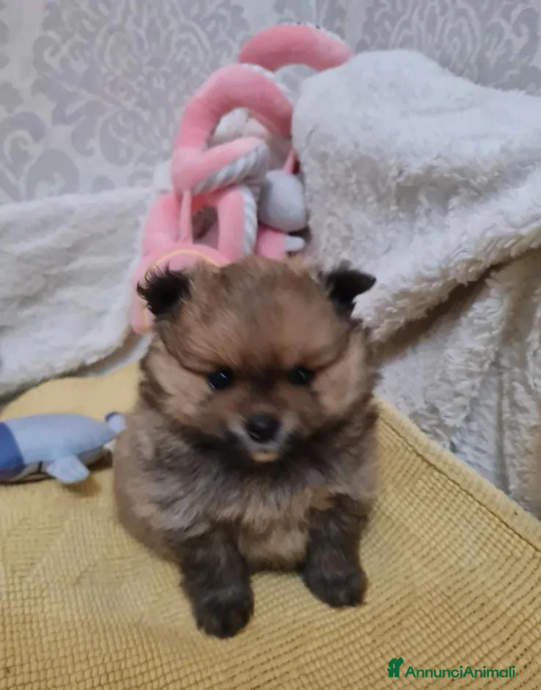 Volpino Pomerania cani in vendita: Adorabili cuccioli di Pomerania mini Teddy  - Annuncio 12