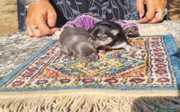 Chihuahua cani in vendita: Cuccioli di  chihuahua  a Città Metropolitana di Torino - Immagine 3
