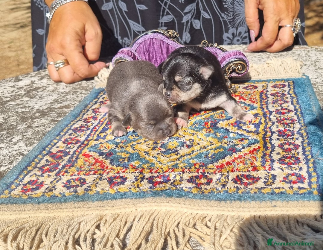 Chihuahua cani in vendita: Cuccioli di  chihuahua  a Città Metropolitana di Torino - Immagine 3