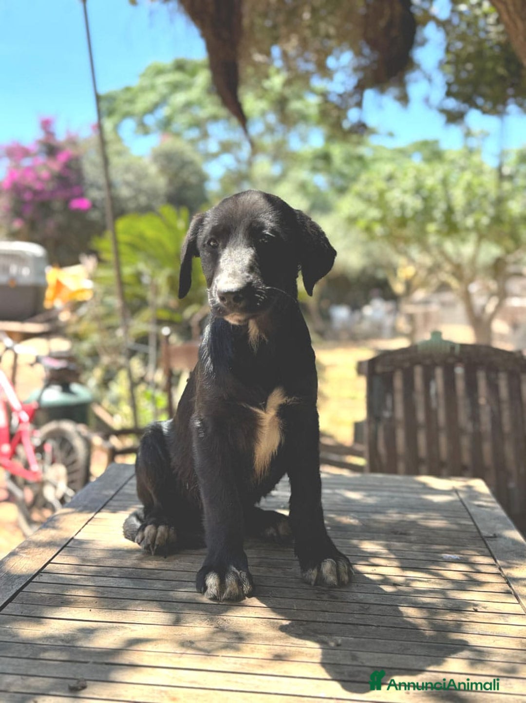 Altre razze cani in regalo: DANA DOLY DORIS 4 MESI (23/02/25) a Provincia di Bergamo - Immagine 6