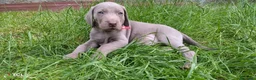 Weimaraner cani in vendita: Cuccioli Weimaraner - Annuncio 16