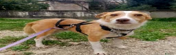 Meticcio cani in regalo: CLIP UN CANE VERAMENTE SFORTUNATO, IN ADOZIONE - Annuncio 4