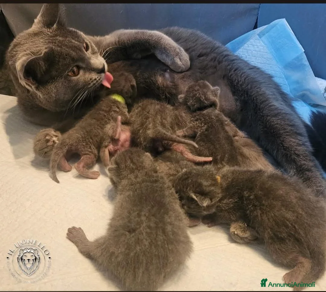 Certosino gatti in vendita: cuccioli di razza certosino  - Annuncio 2