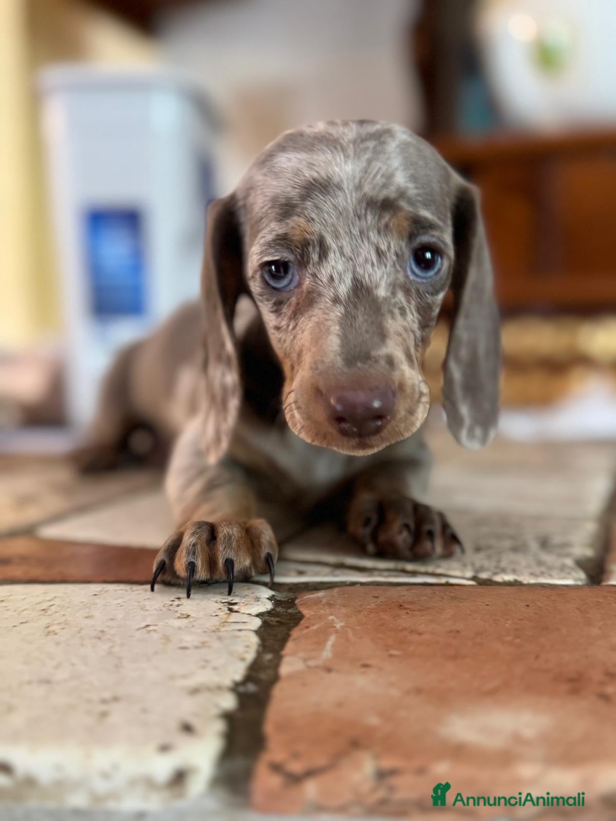 Bassotto cani Cucciolo di Bassotto - Annuncio 17
