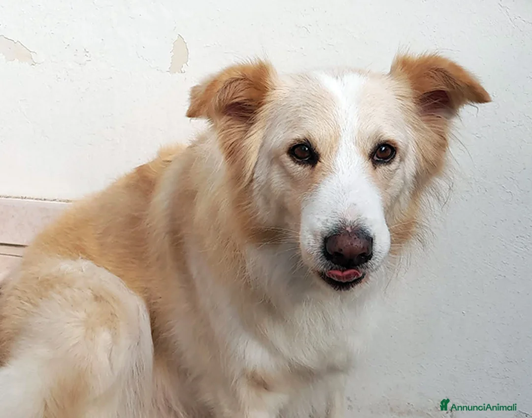 Meticcio cani in regalo: Kelly, dolcissima cagnetta in adozione - Annuncio 5