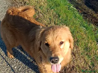 Golden Retriever cani Golden retriever femmine - Annuncio 6