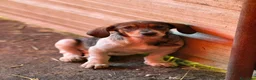 Meticcio cani in regalo: DARA, cucciola dagli occhioni dolci!  - Annuncio 6