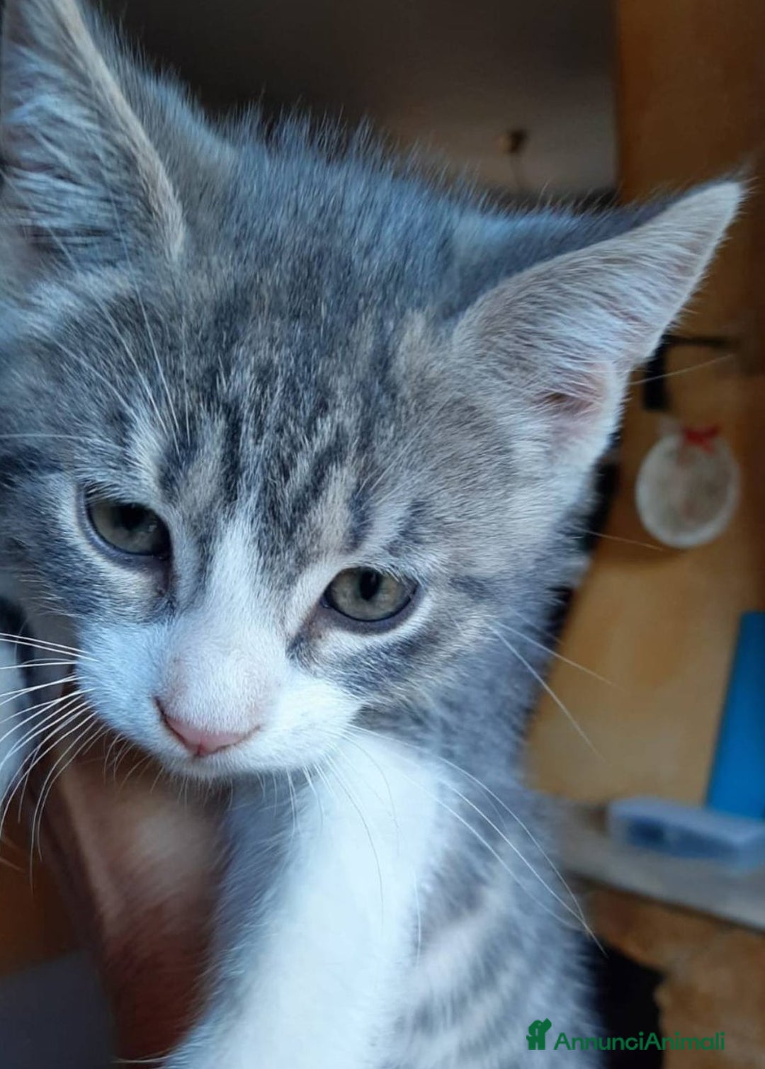 Europeo gatti in regalo: DENNY, tenero micino in adozione! - Annuncio 3