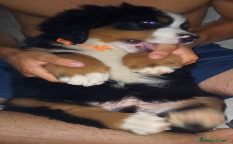 Bovaro del Bernese cani a Provincia della Spezia - Annuncio 2