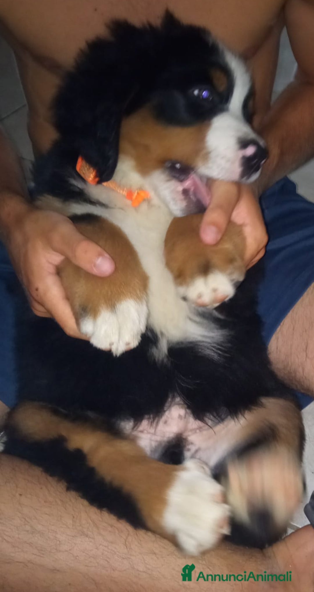 Bovaro del Bernese cani in vendita: Cuccioli di bovaro del bernese a Provincia della Spezia - Immagine 1