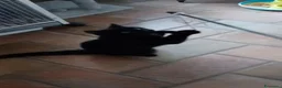 Meticcio gatti in regalo: GATTO NERO  - Annuncio 2
