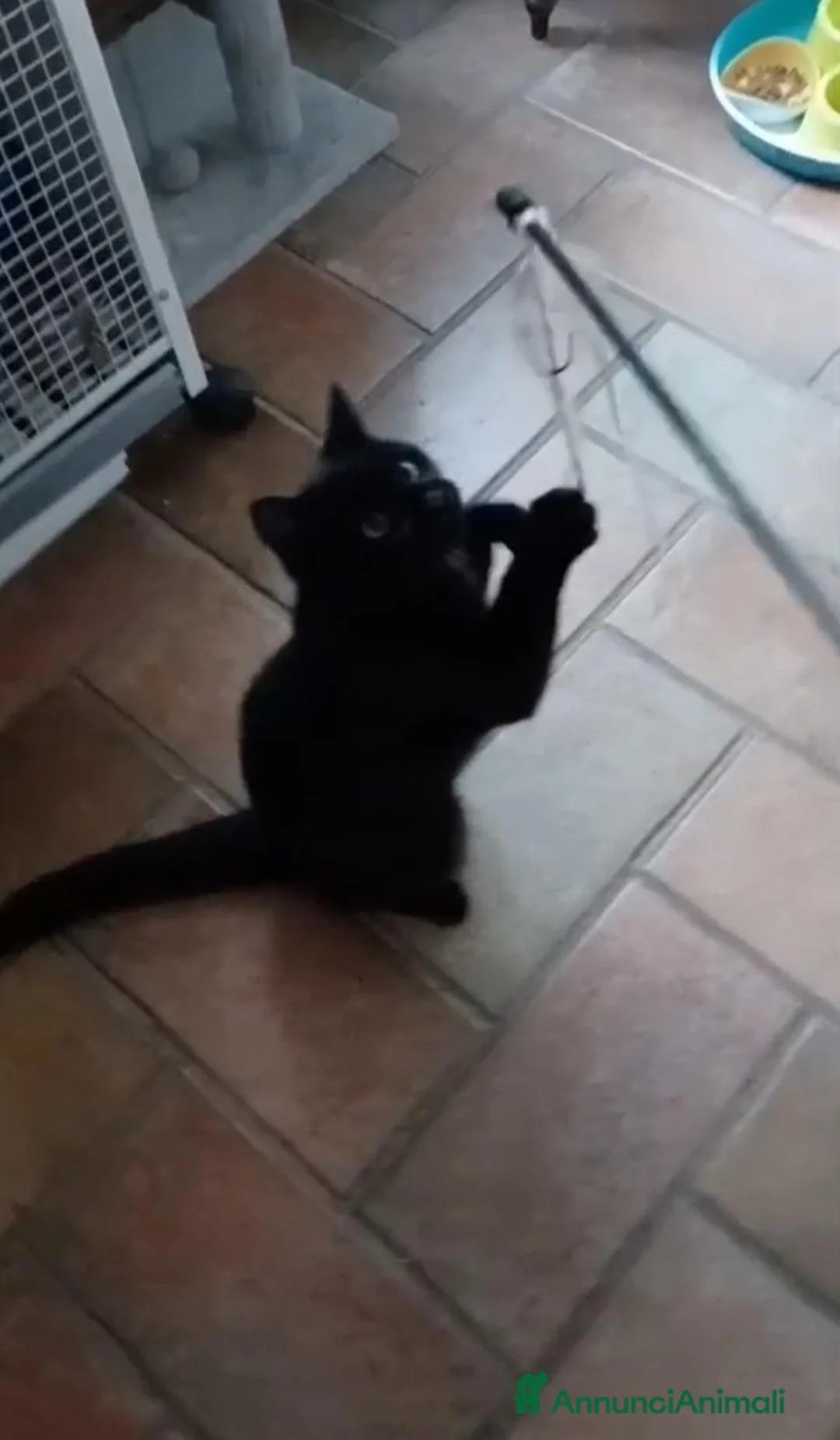 Meticcio gatti in regalo: GATTO NERO  - Annuncio 2
