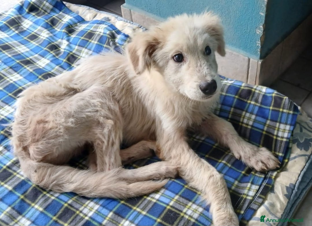 Altre razze cani in regalo: Peter, cucciolone buonissimo anche con i gatti  a Città metropolitana di Roma Capitale - Annuncio 2