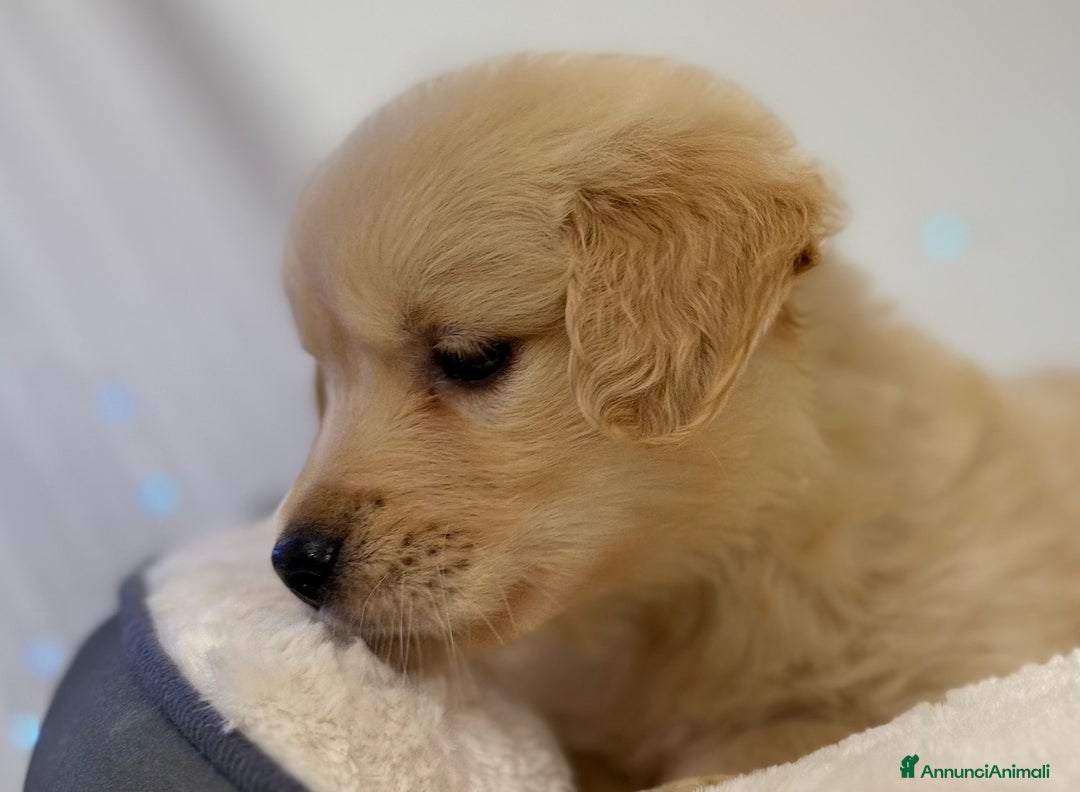 Golden Retriever cani in vendita: 🐾 Golden Retriever – disponibili da subito! 🐾 - Annuncio 6