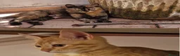 Meticcio gatti in regalo: Sara e i suoi cuccioli  - Annuncio 8