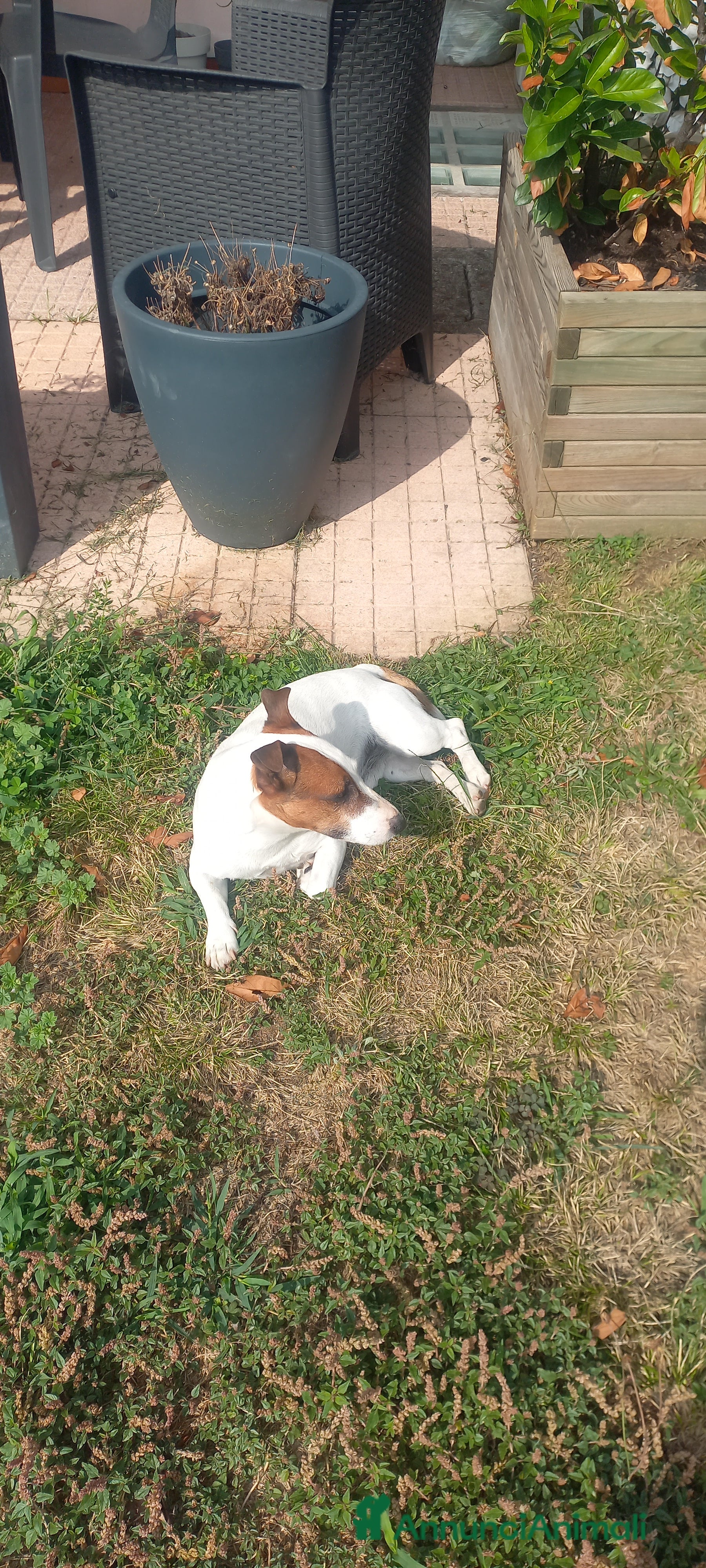 Jack Russell cani Jack Russell maschio offresi per monta - Annuncio 1