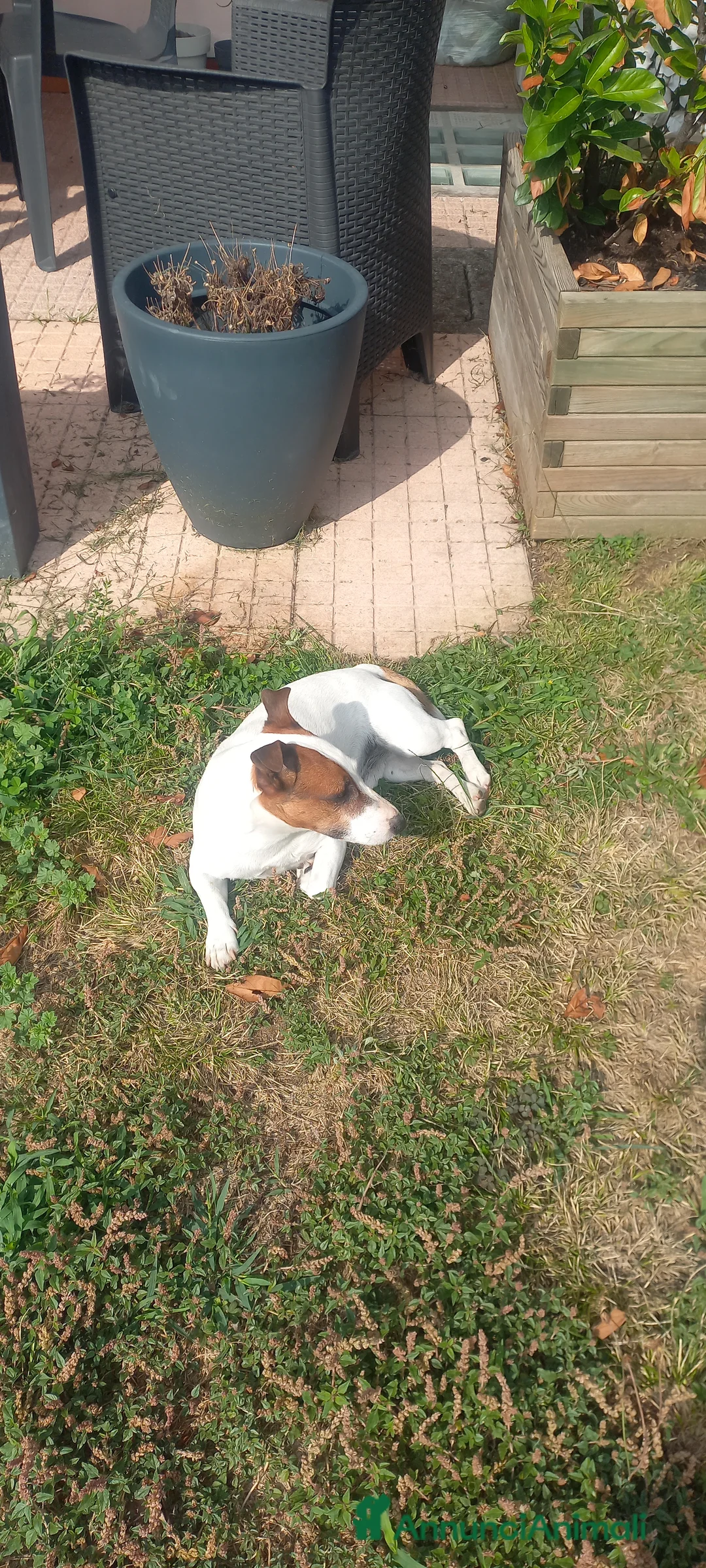 Jack Russell cani per accoppiamento: Jack Russell maschio offresi per monta a Provincia di Monza e della Brianza - Annuncio 1