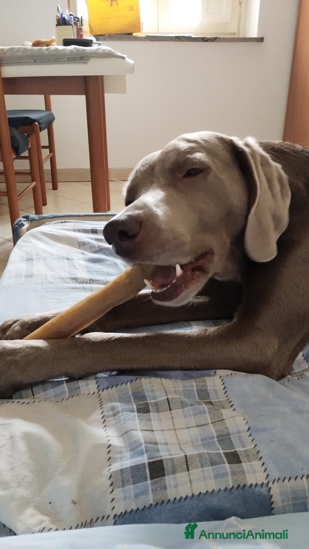 Weimaraner cani per accoppiamento: Weimaraner per accoppiamento  - Annuncio 3