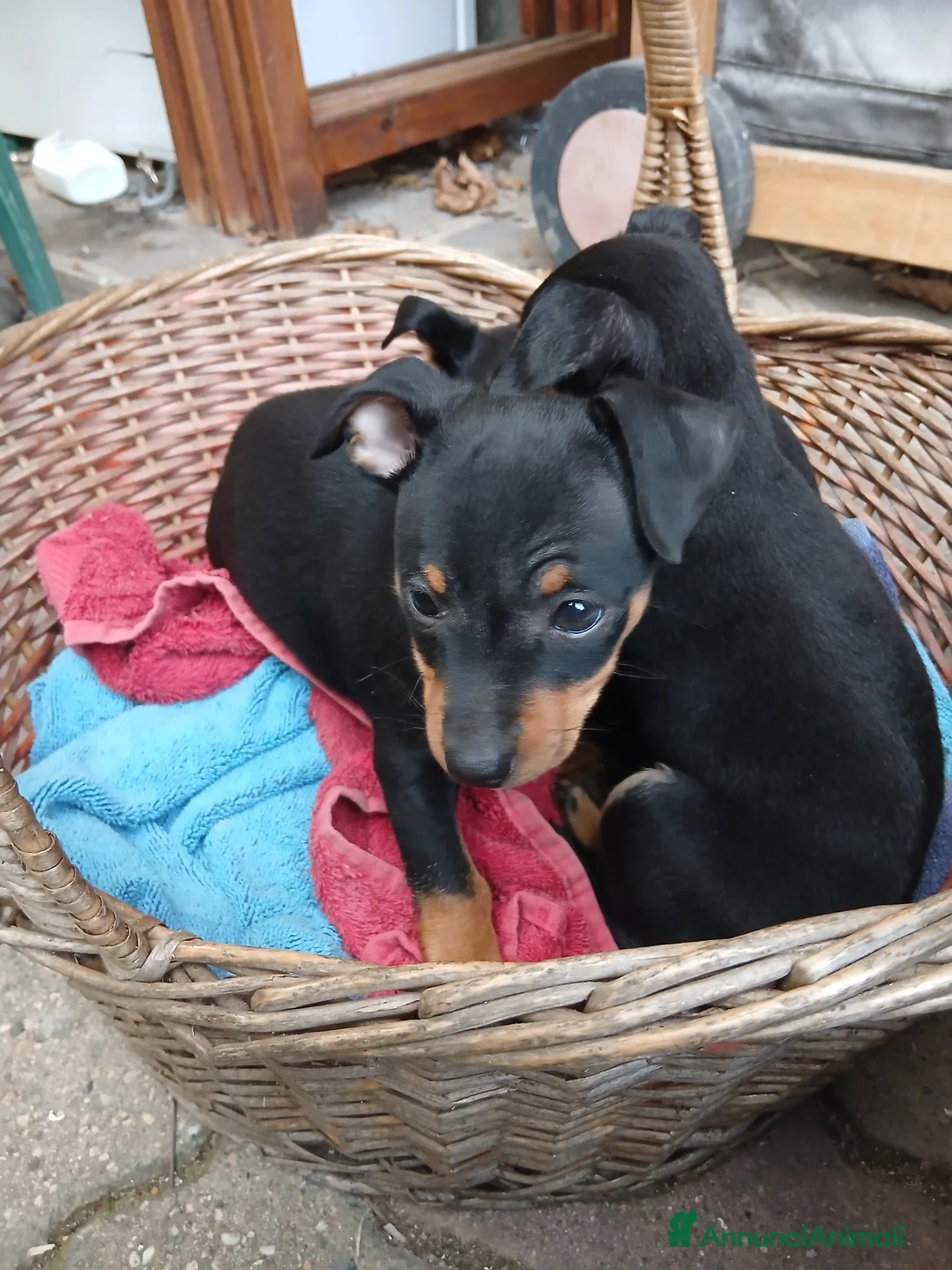 Pinscher Miniatura cani in vendita: Ultimi cuccioli pinscher  - Annuncio 8