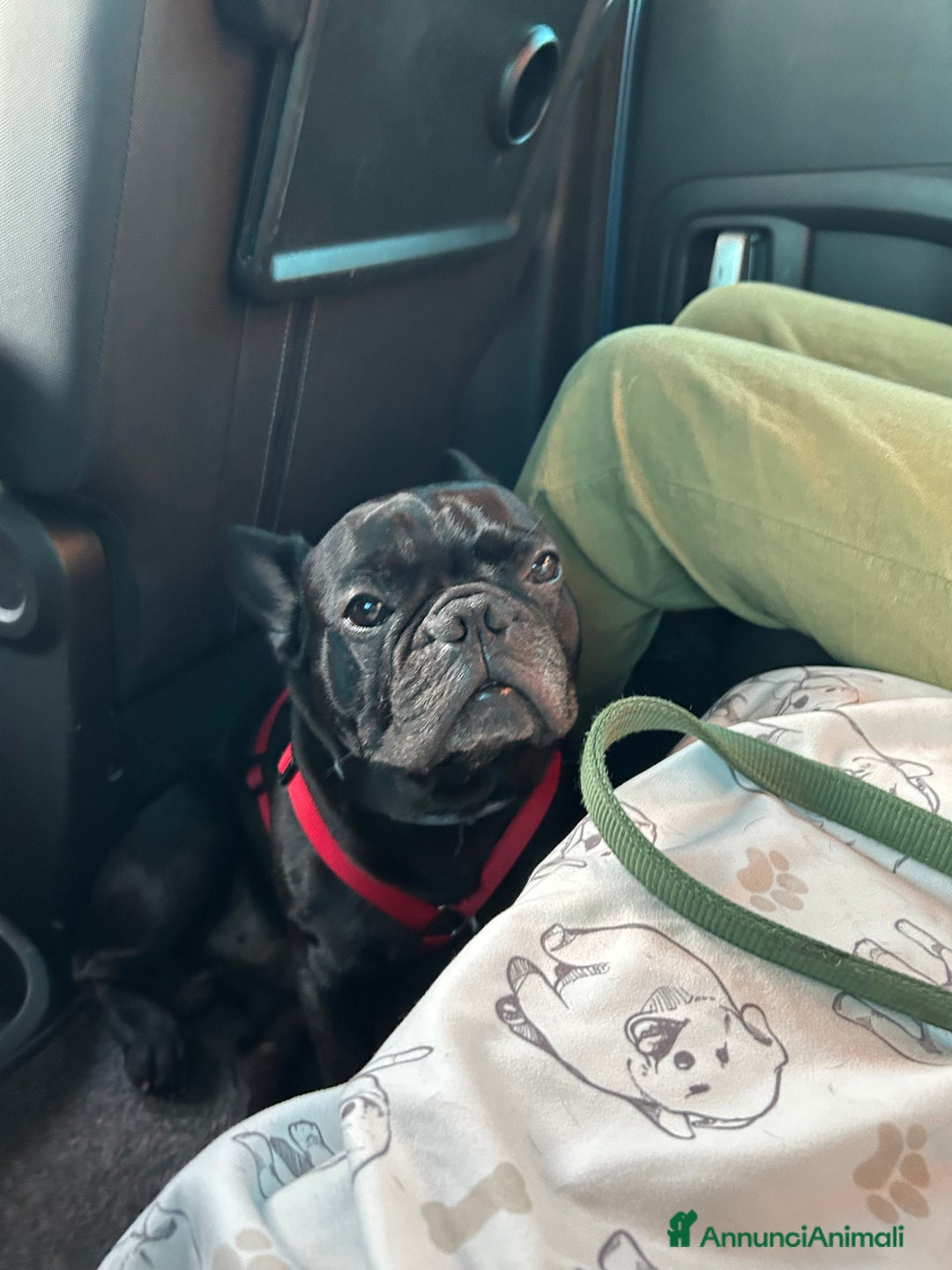 Bulldog Francese cani per accoppiamento: Cerco femmina di bulldog francese - Annuncio 4