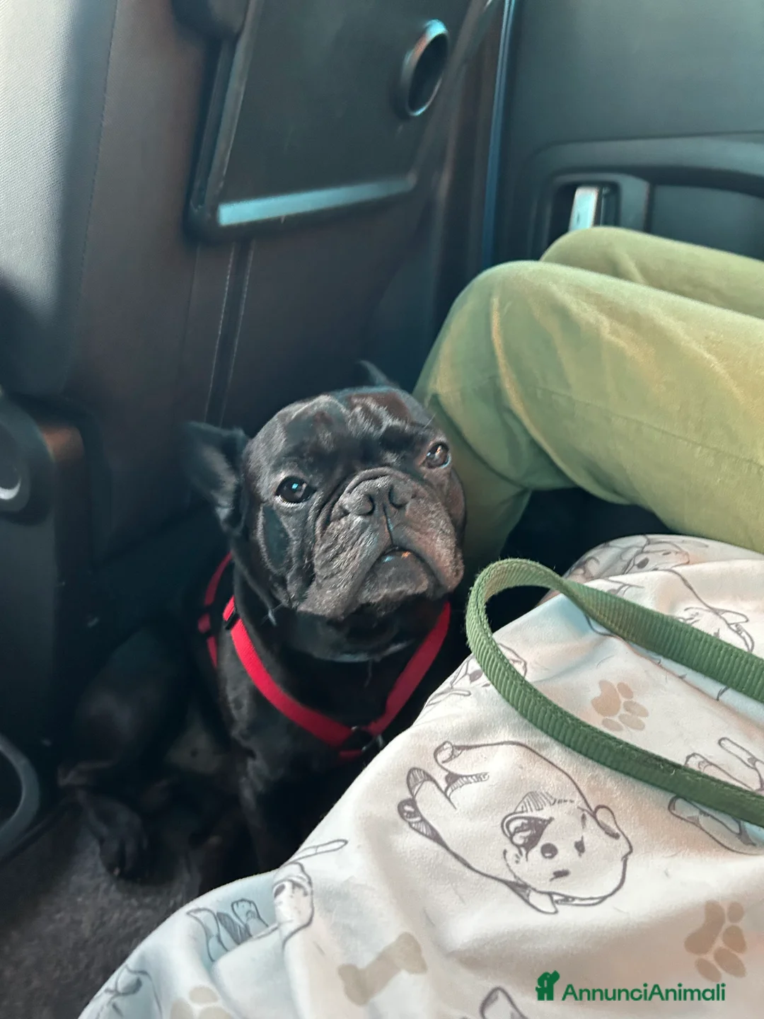 Bulldog Francese cani per accoppiamento: Cerco femmina di bulldog francese - Annuncio 4