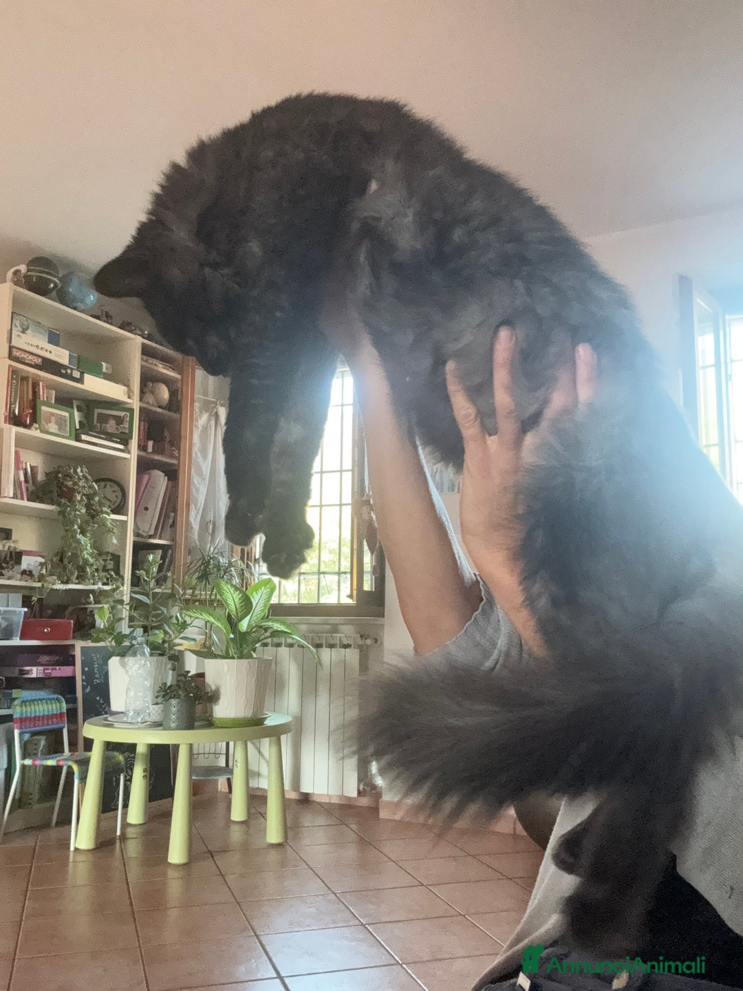 Maine Coon gatti per accoppiamento: Stallone Black smoke Maine Coon Per accopiamento a Provincia di Brescia - Annuncio 10