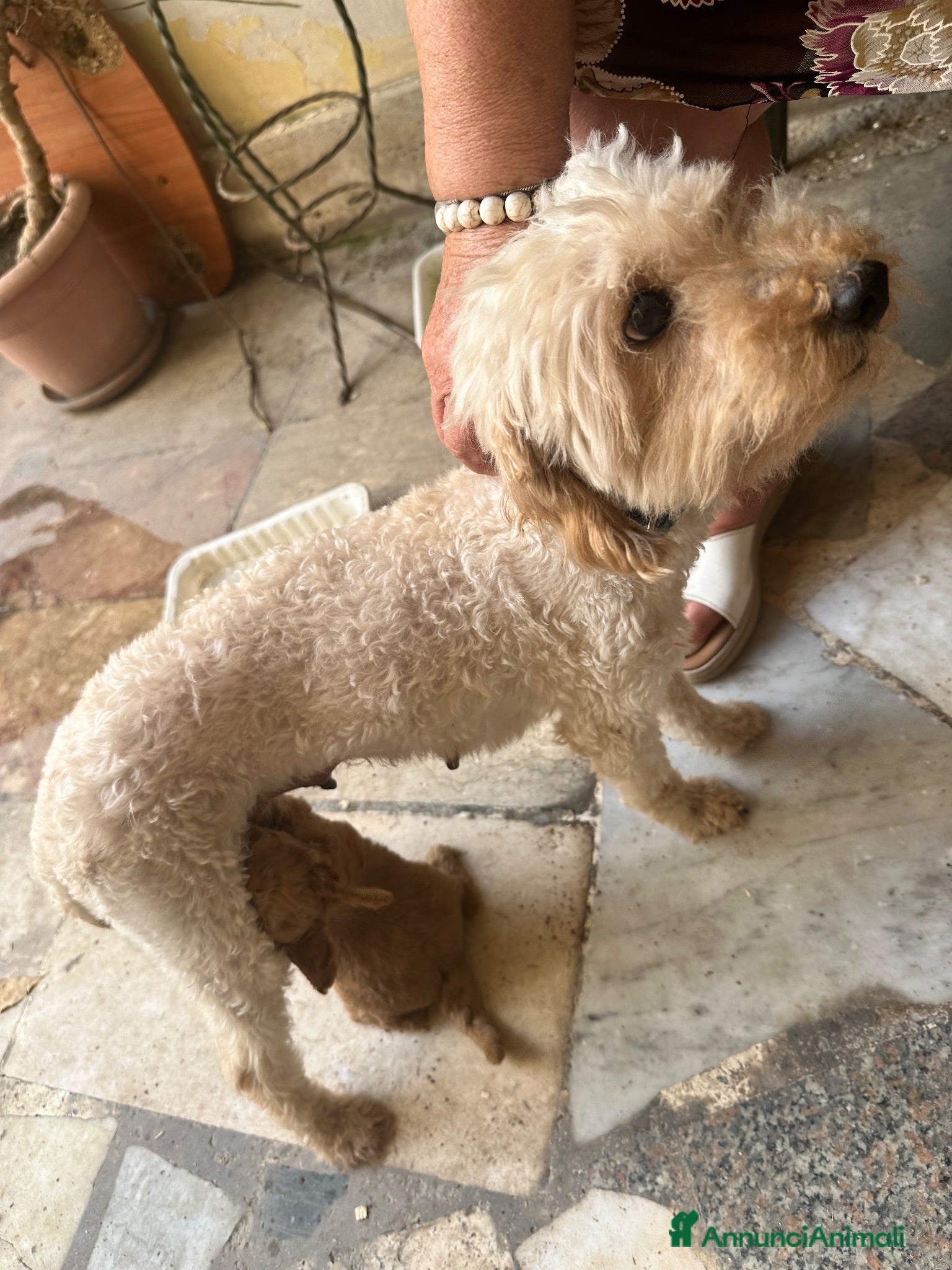 Barboncino cani Barboncini maschietti - Annuncio 6