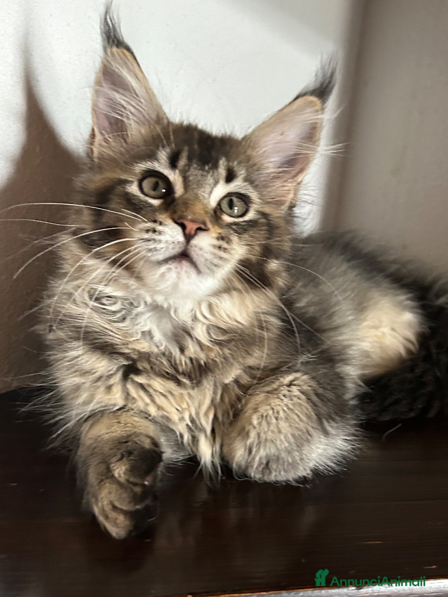 Maine Coon gatti Maine Coon  - Annuncio 1