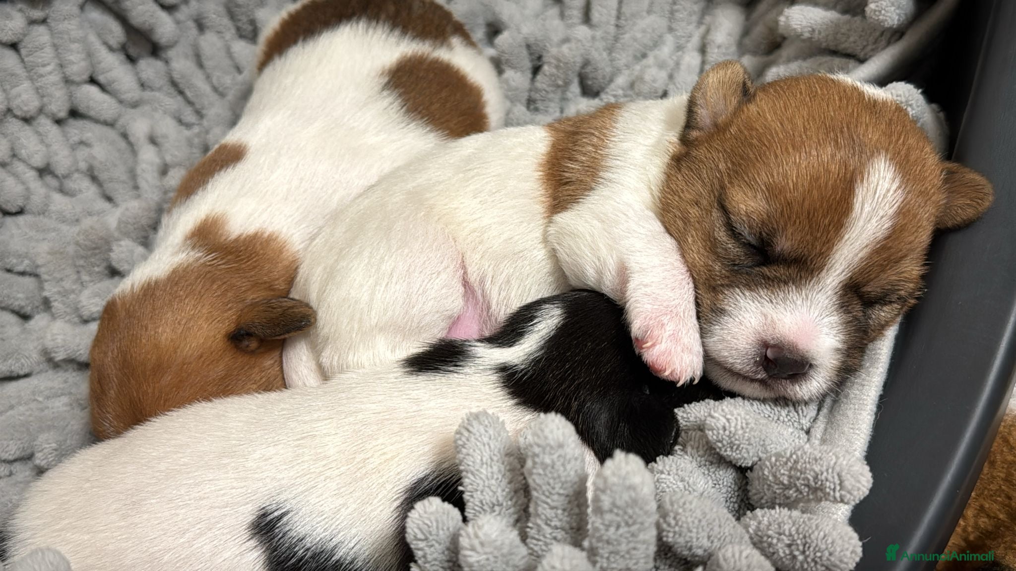 Jack Russell cani Jack Russel - Annuncio 6