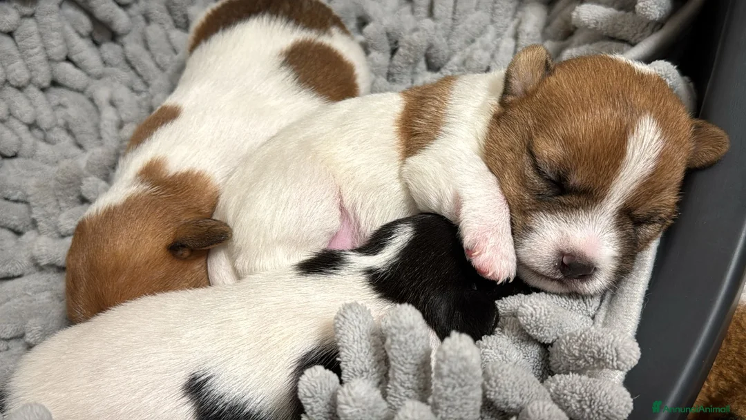 Jack Russell cani in vendita: Jack Russel - Annuncio 1