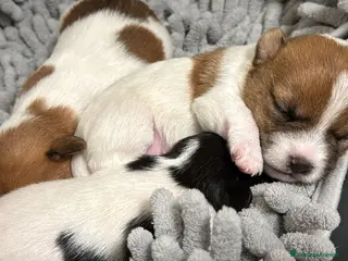 Jack Russell cani Jack Russel - Annuncio 6