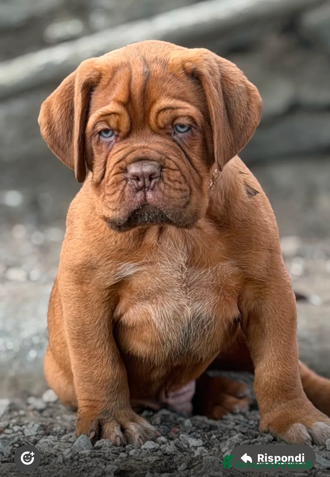 Dogue de Bordeaux cani in vendita: Dogue de Bordeaux  a Provincia del Verbano-Cusio-Ossola - Annuncio 11