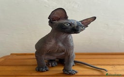 Sphynx gatti in vendita: Sphynx in vendita a Provincia di Ancona - Immagine 6