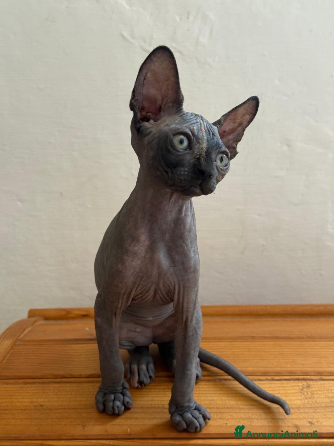 Sphynx gatti in vendita: Sphynx in vendita a Provincia di Ancona - Immagine 6
