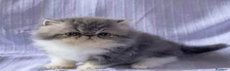 Persiano gatti in vendita: Cuccioli di Persiano - Annuncio 6