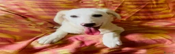 Meticcio cani in regalo: Cucciole 3 mesi e mezzo vaccinate - Annuncio 5