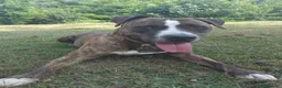 Pitbull cani in regalo: Kira cerca casa a Provincia di Varese - Annuncio 3