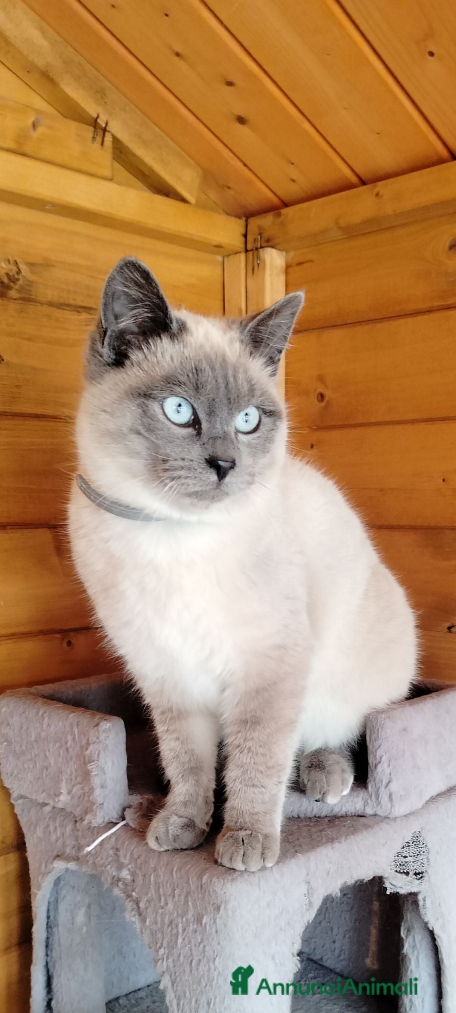 Siamese gatti Cuccioli siamesi - Annuncio 1