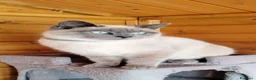 Siamese gatti in vendita: Cuccioli siamesi - Annuncio 1