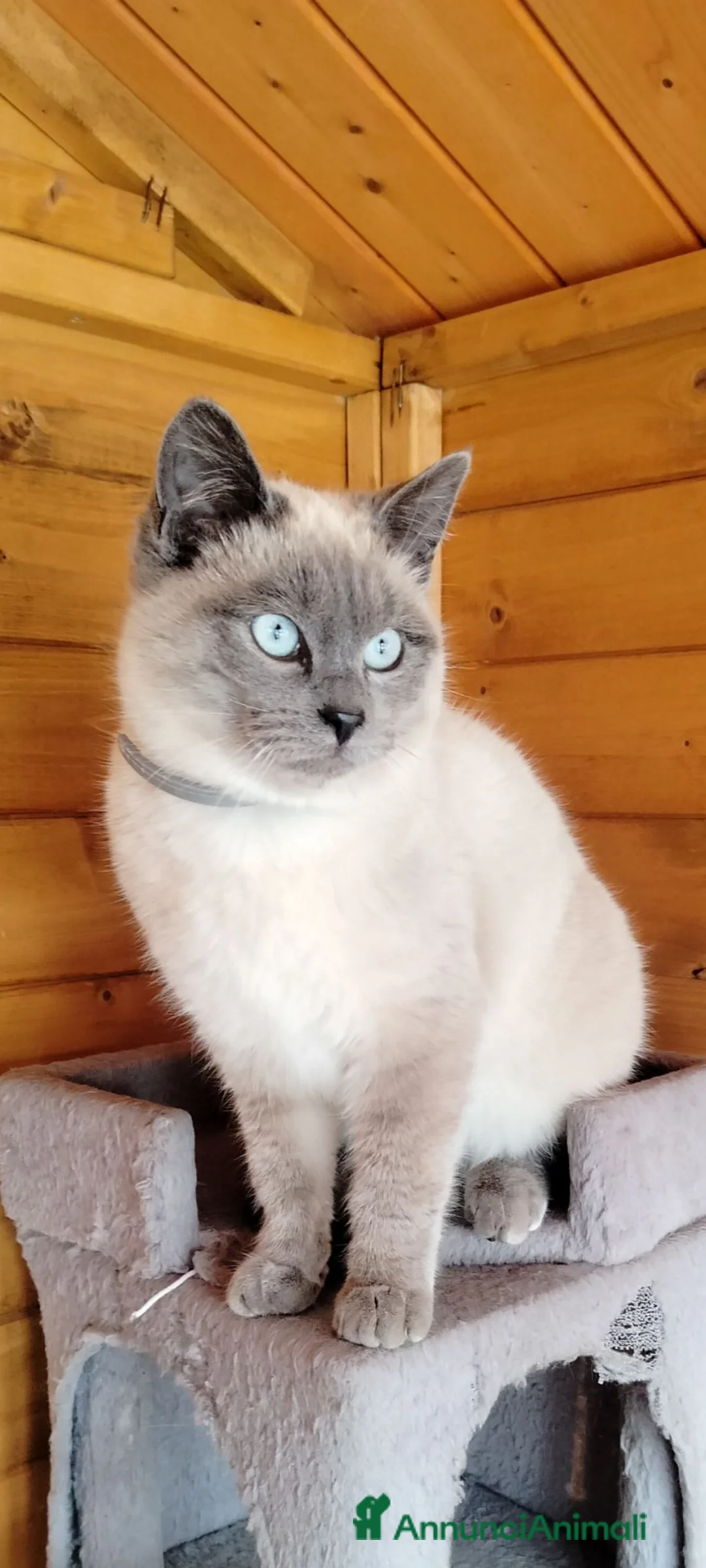 Siamese gatti in vendita: Cuccioli siamesi - Annuncio 1