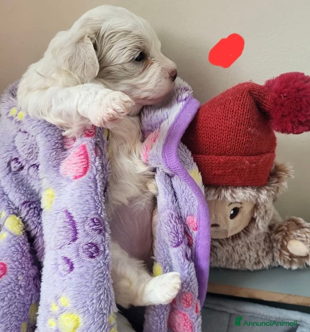 Meticcio cani in vendita: Cuccioli Toy Maltipoo - Annuncio 12