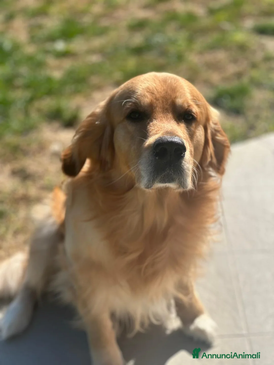 Golden Retriever cani per accoppiamento: Cerco fidanzata - Annuncio 10