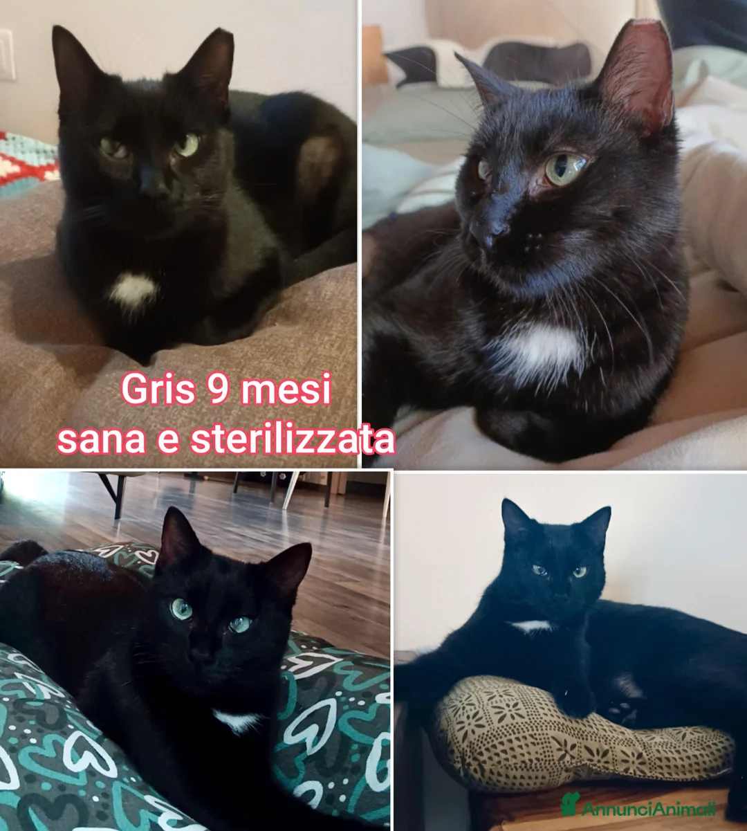 Altre razze gatti in regalo: GATTINI ADORABILI IN CERCA DI FAMIGLIA  - Annuncio 8