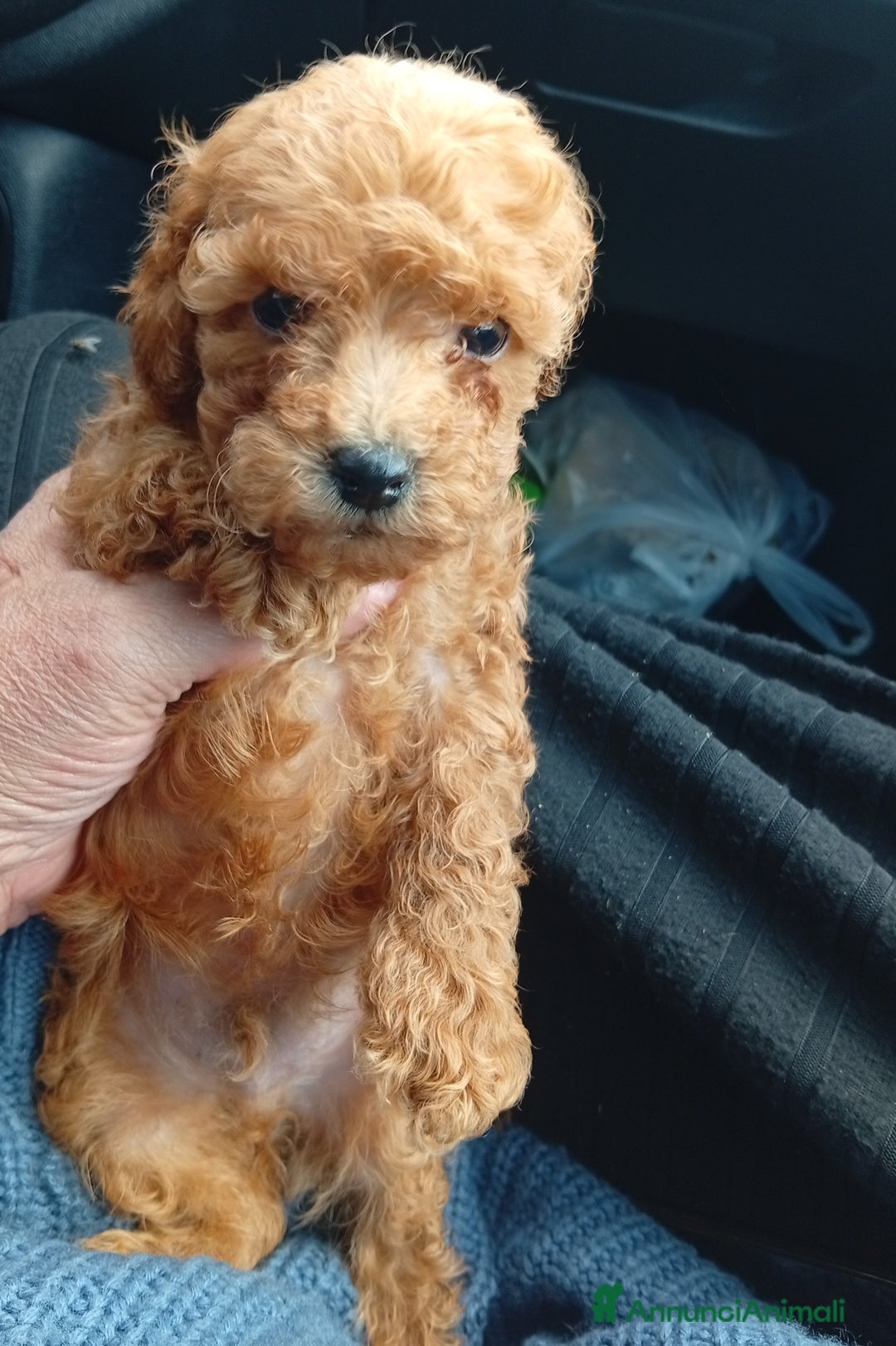 Barboncino cani in vendita: Cuccioli barboncino Toy/mini toy - Annuncio 1