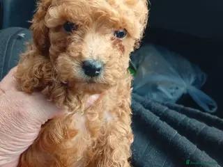 Barboncino cani Cuccioli barboncino Toy/mini toy - Annuncio 11