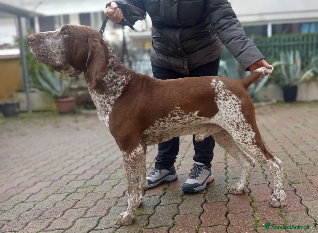 Bracco cani per accoppiamento: Bracco Italiano Roano-Marrone disponibile x monte a Provincia di Forlì-Cesena - Annuncio 3