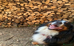 Bovaro del Bernese cani per accoppiamento: Bovaro del Bernese maschio per monta a Città metropolitana di Roma Capitale - Immagine 2