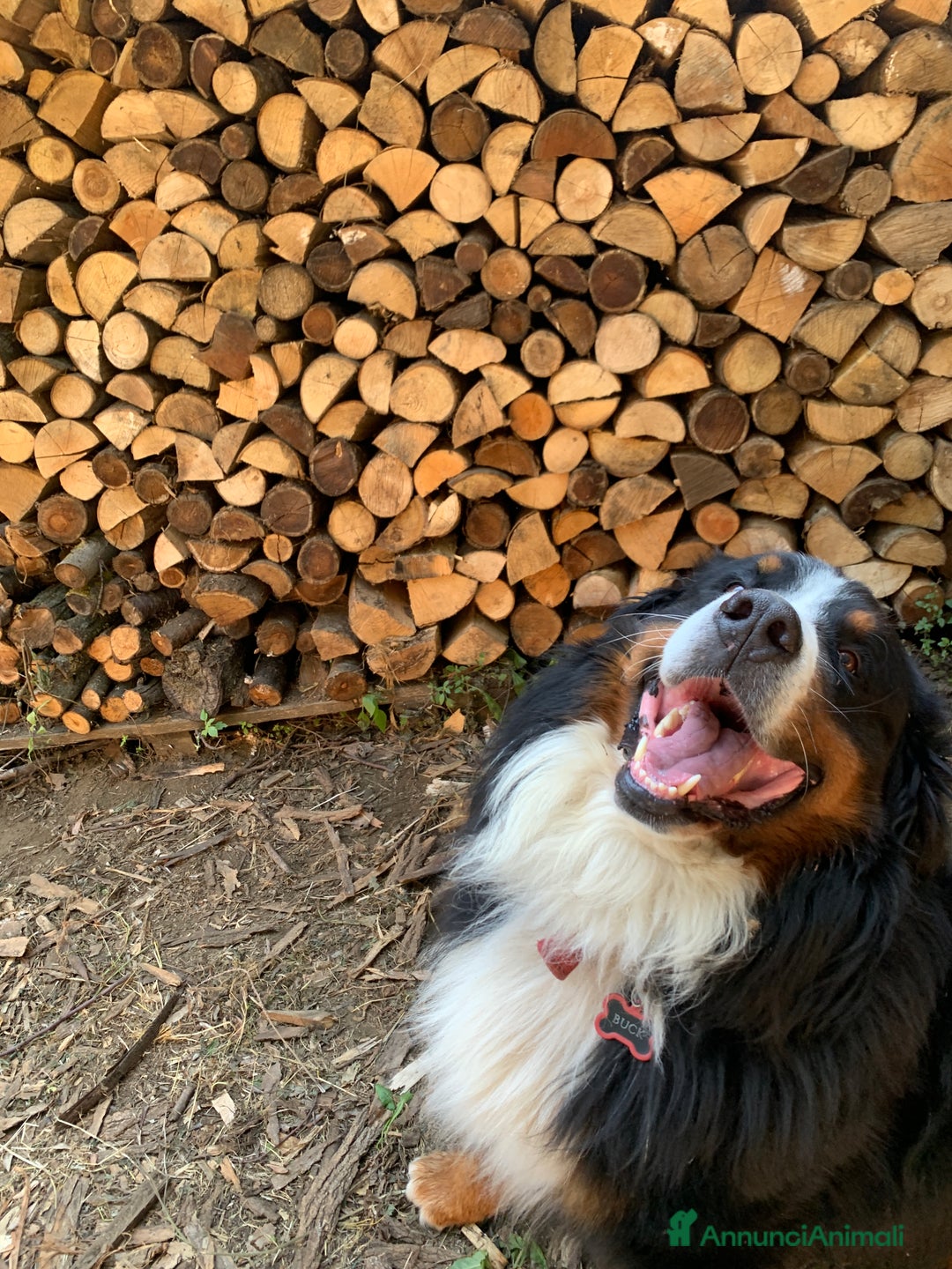 Bovaro del Bernese cani per accoppiamento: Bovaro del Bernese maschio per monta a Città metropolitana di Roma Capitale - Immagine 2
