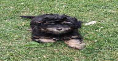 Bichon cani a Province of Vicenza - Annuncio 8